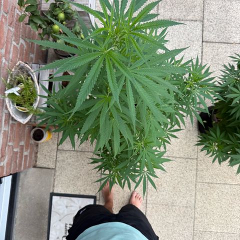Special Queen growlog timeline photo