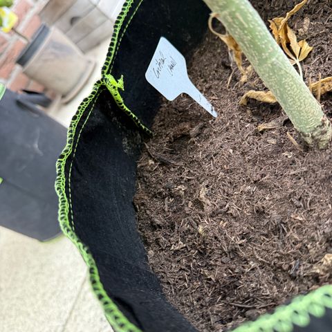 Critical (Mass) growlog timeline photo