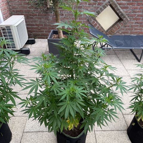 Critical (Mass) growlog timeline photo