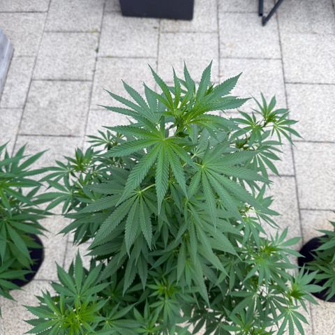 Critical (Mass) growlog timeline photo