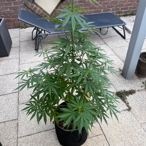 White Widow growlog timeline photo