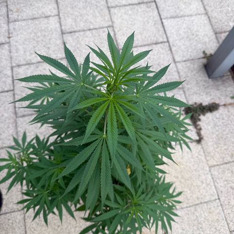 White Widow growlog timeline photo