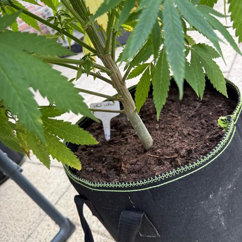White Widow growlog timeline photo