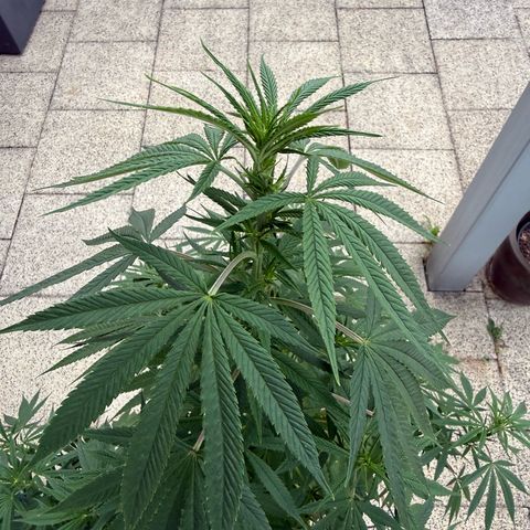 White Widow growlog timeline photo