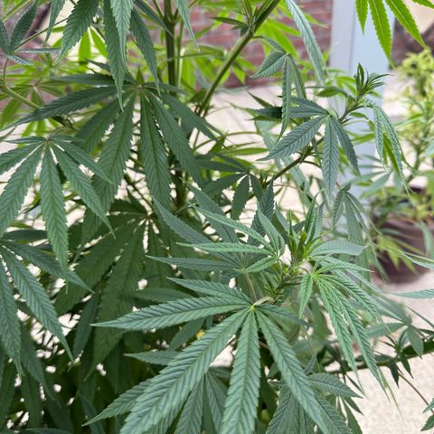 White Widow growlog timeline photo