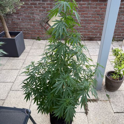 White Widow growlog timeline photo