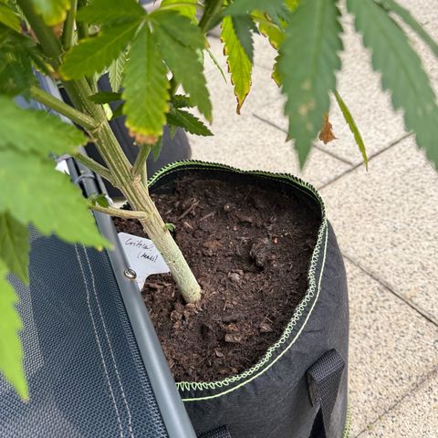 Critical (Mass) growlog timeline photo
