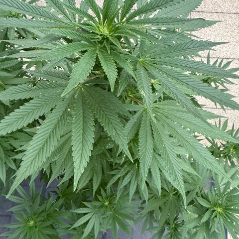 Critical (Mass) growlog timeline photo