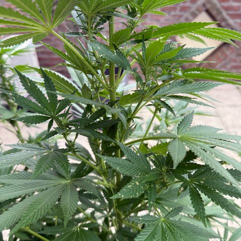 Critical (Mass) growlog timeline photo
