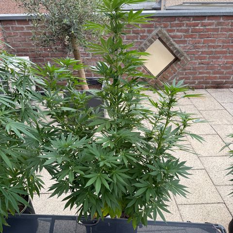 Critical (Mass) growlog timeline photo