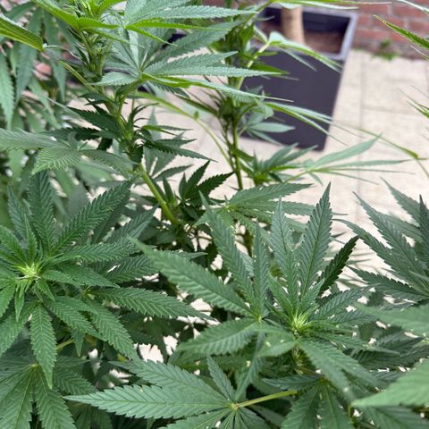 Critical (Mass) growlog timeline photo