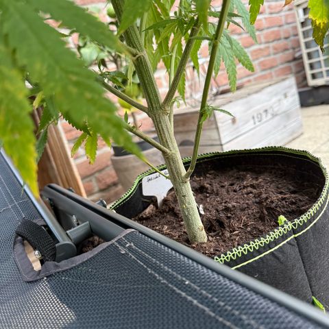 Special Queen growlog timeline photo