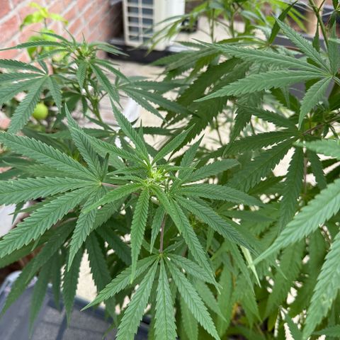 Special Queen growlog timeline photo