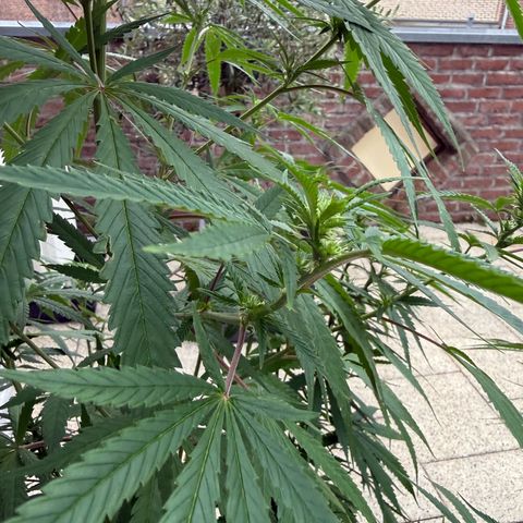 Special Queen growlog timeline photo