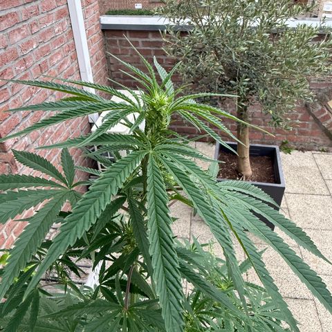 Special Queen growlog timeline photo