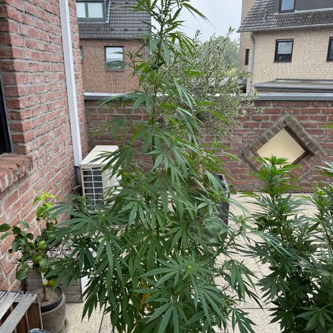 Special Queen growlog timeline photo