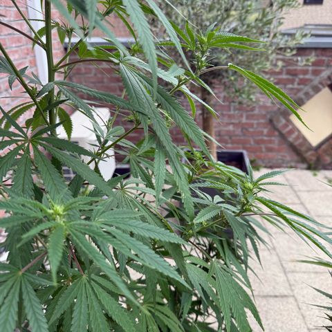Special Queen growlog timeline photo