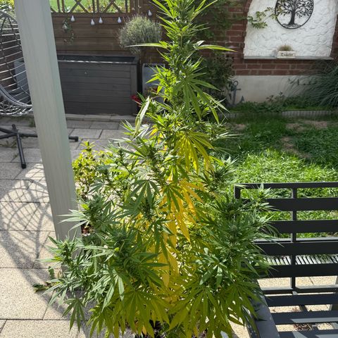 White Widow growlog timeline photo