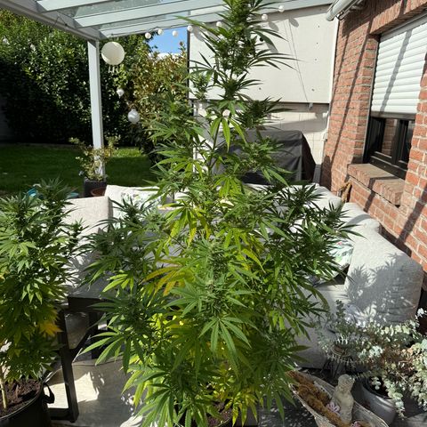 Special Queen growlog timeline photo