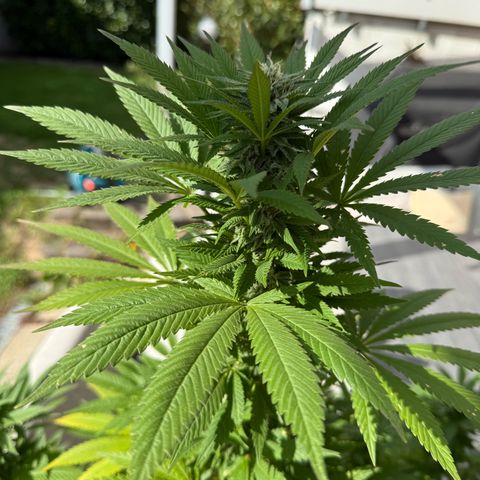 Special Queen growlog timeline photo