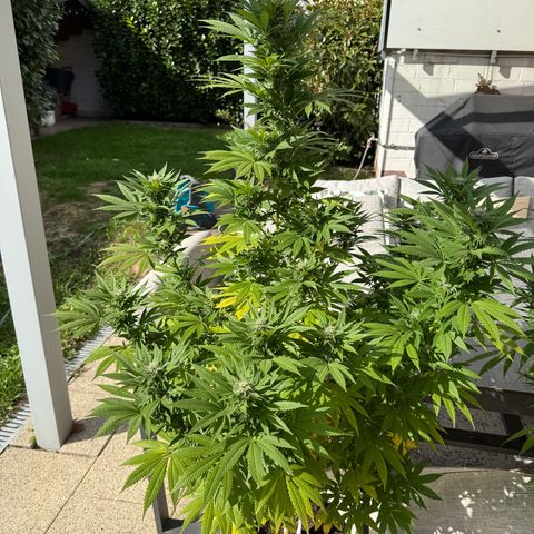 Special Queen growlog timeline photo
