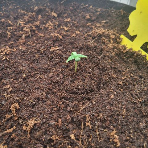 Apple Fritter growlog timeline photo