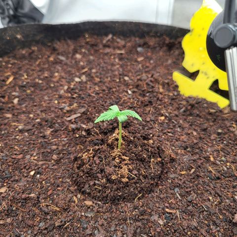 Apple Fritter growlog timeline photo