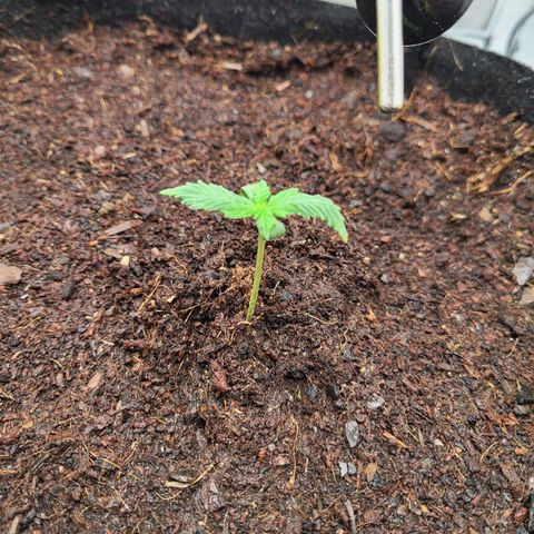 Apple Fritter growlog timeline photo