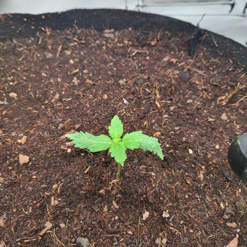 Apple Fritter growlog timeline photo