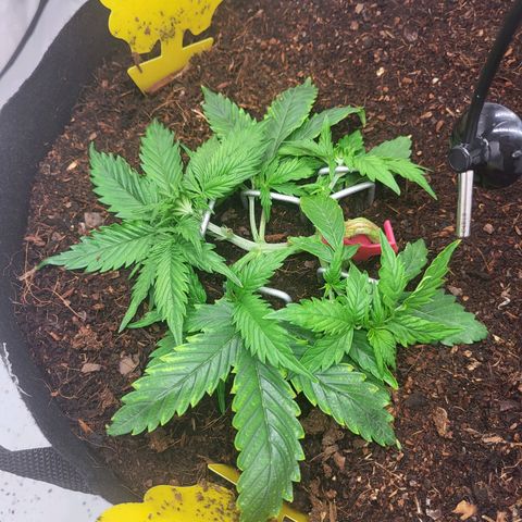 Apple Fritter growlog timeline photo