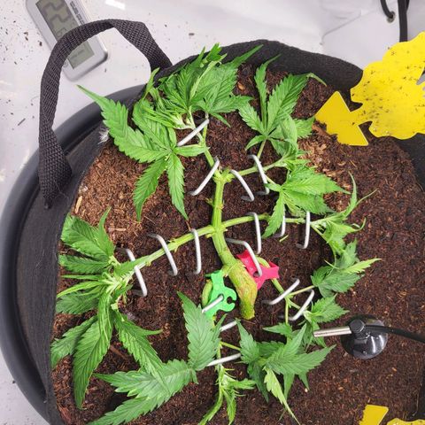Apple Fritter growlog timeline photo