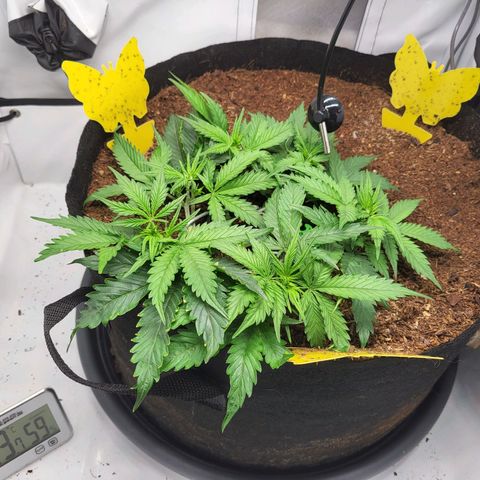Apple Fritter growlog timeline photo