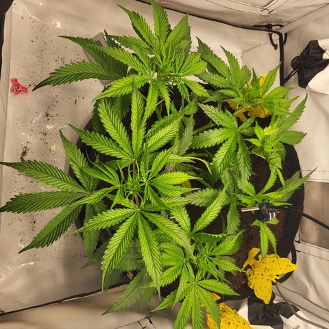 Apple Fritter growlog timeline photo