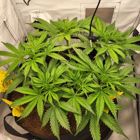 Apple Fritter growlog timeline photo