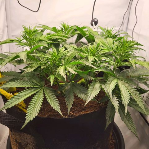 Apple Fritter growlog timeline photo