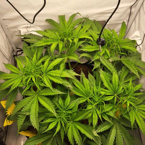 Apple Fritter growlog timeline photo