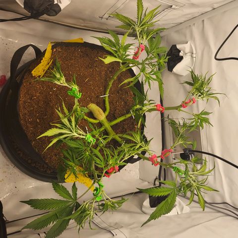 Apple Fritter growlog timeline photo