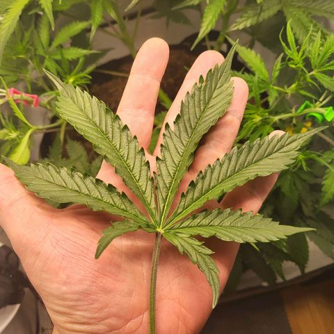 Apple Fritter growlog timeline photo