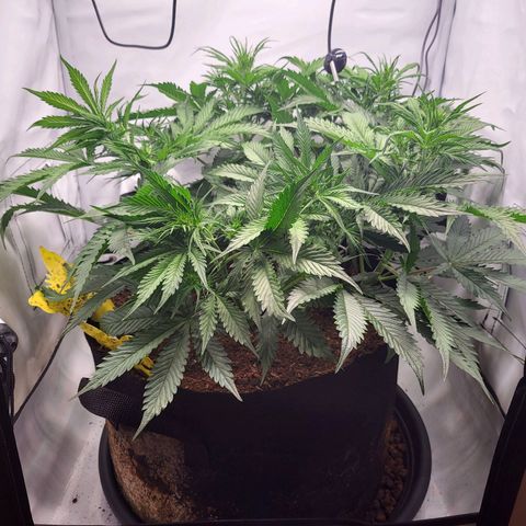 Apple Fritter growlog timeline photo