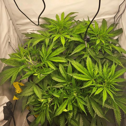 Apple Fritter growlog timeline photo