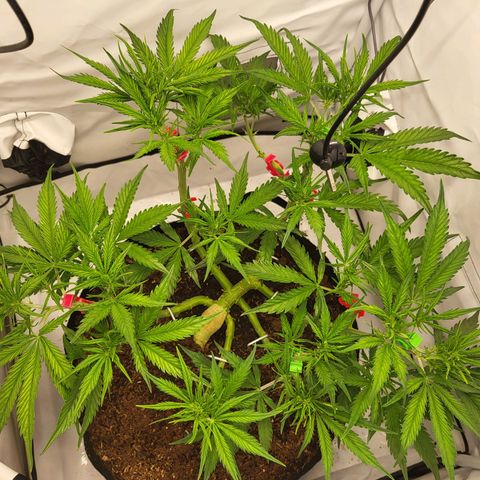 Apple Fritter growlog timeline photo