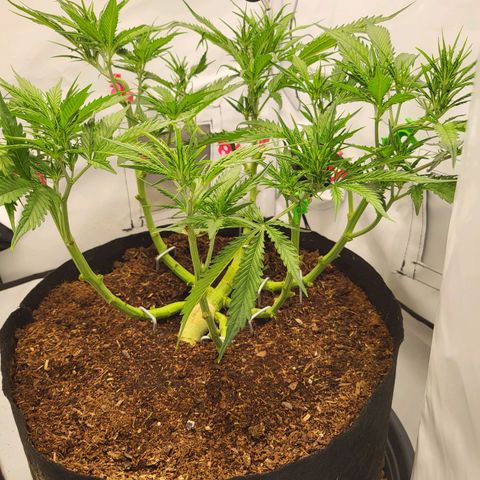 Apple Fritter growlog timeline photo