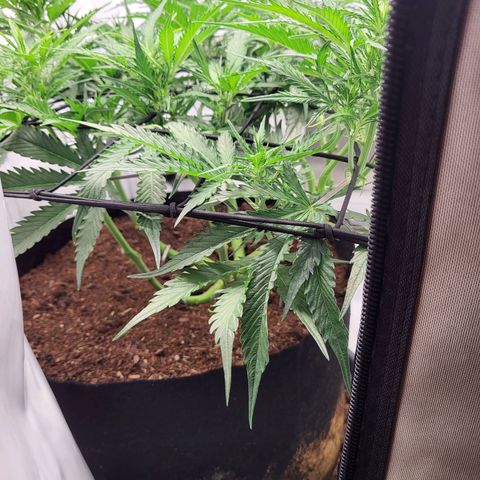 Apple Fritter growlog timeline photo