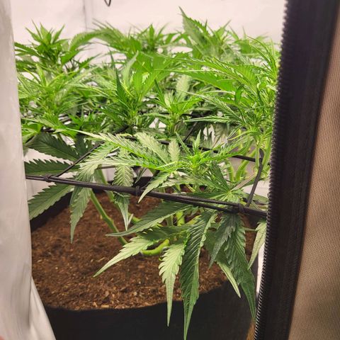 Apple Fritter growlog timeline photo