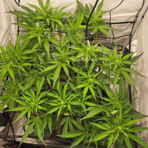 Apple Fritter growlog timeline photo