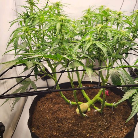 Apple Fritter growlog timeline photo
