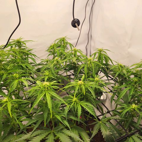 Apple Fritter growlog timeline photo