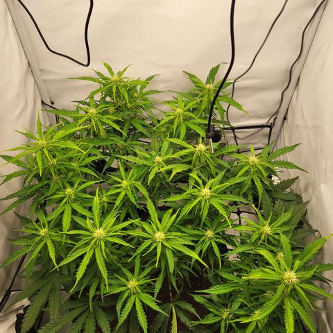 Apple Fritter growlog timeline photo