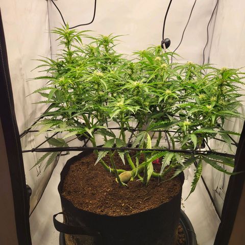 Apple Fritter growlog timeline photo