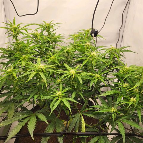 Apple Fritter growlog timeline photo